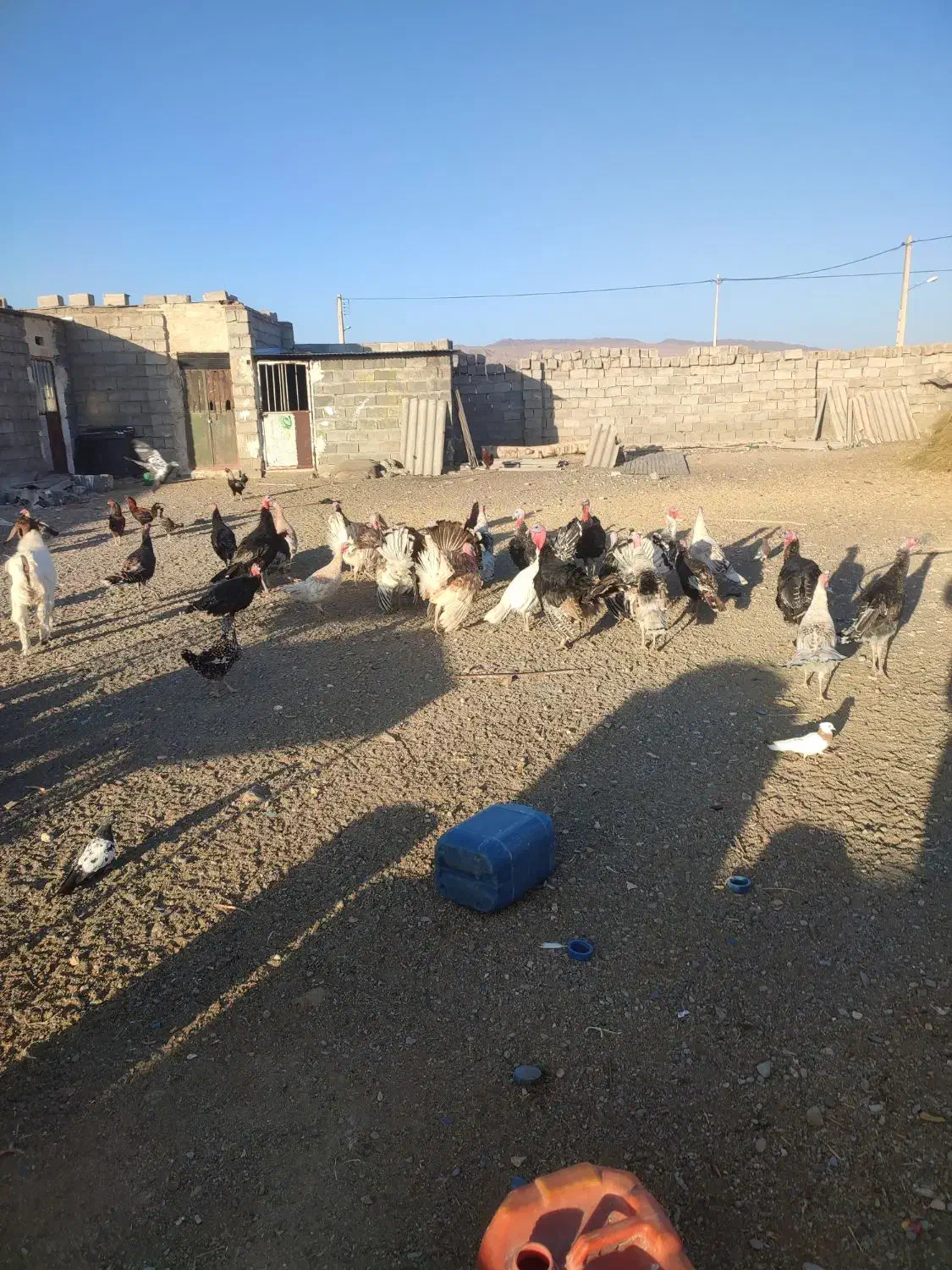 بوغلمون محلی نهبندان|حیوانات مزرعه|نهبندان, |دیوار