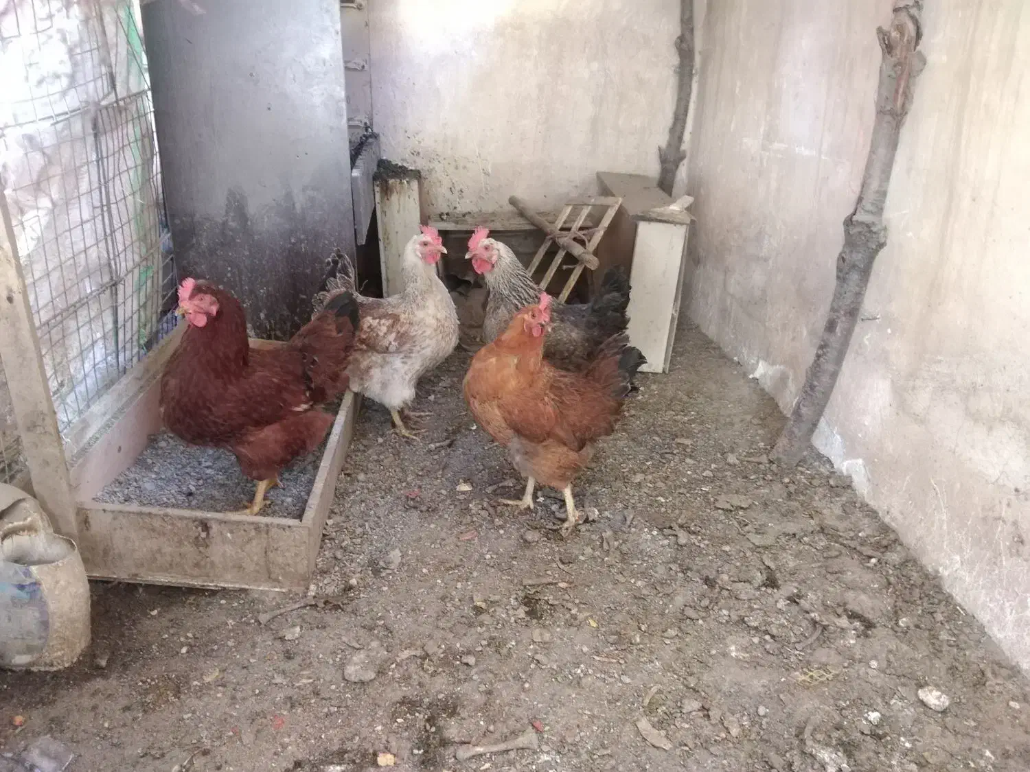 مرغ|حیوانات مزرعه|مشهد, سمزقند|دیوار