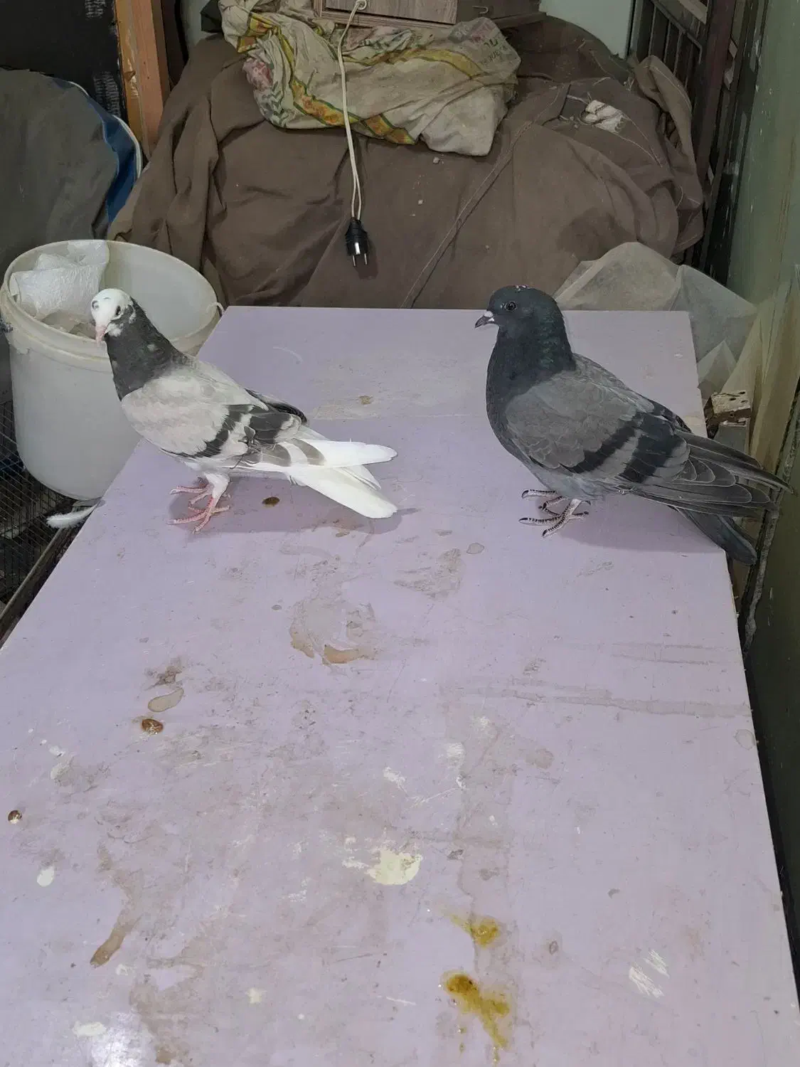 چندجفت شازده تهرانی|پرنده|بندر ماهشهر, |دیوار