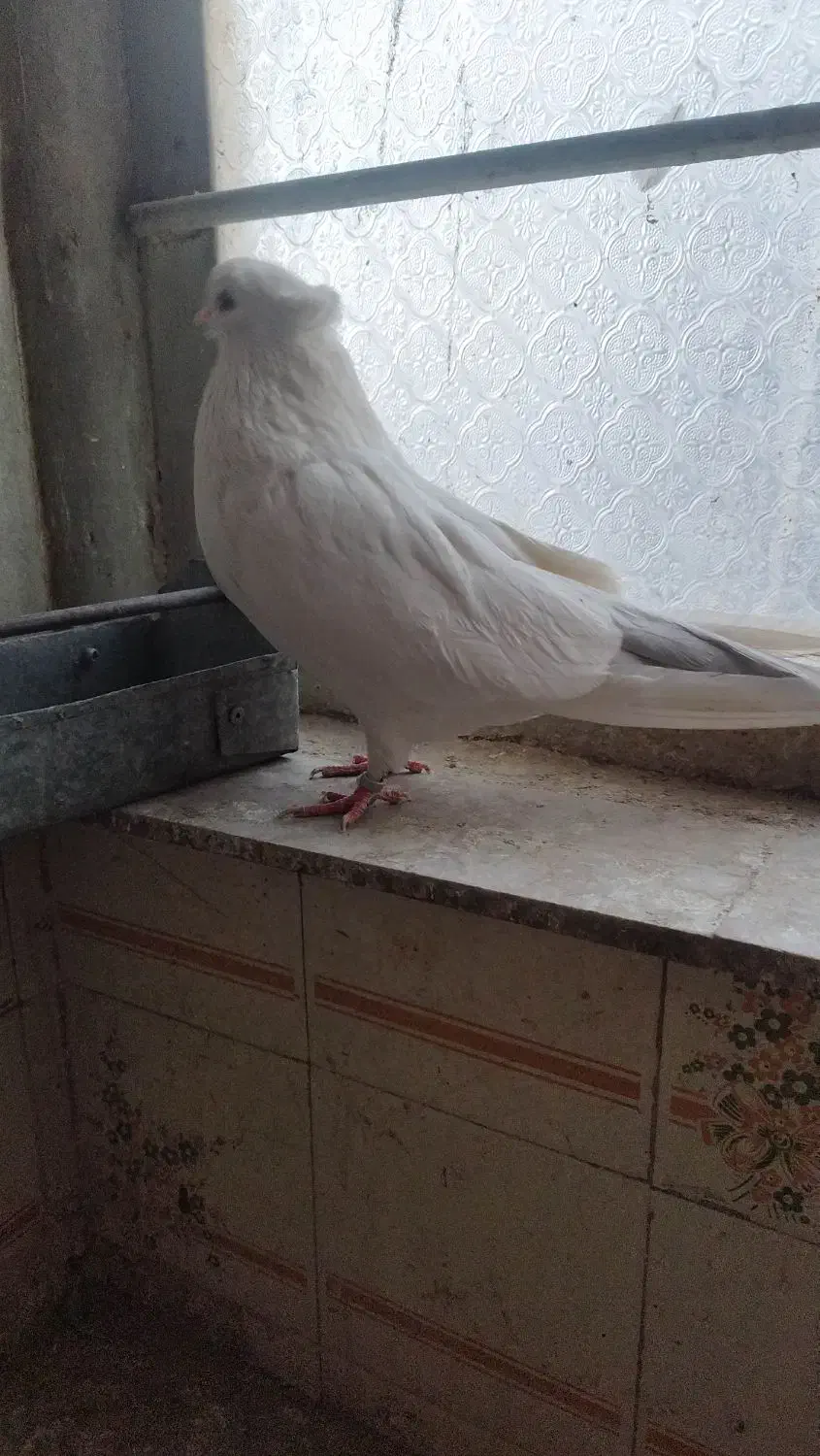 کبوتر نقش سفید مهر نوک ریز|پرنده|سمنان, |دیوار