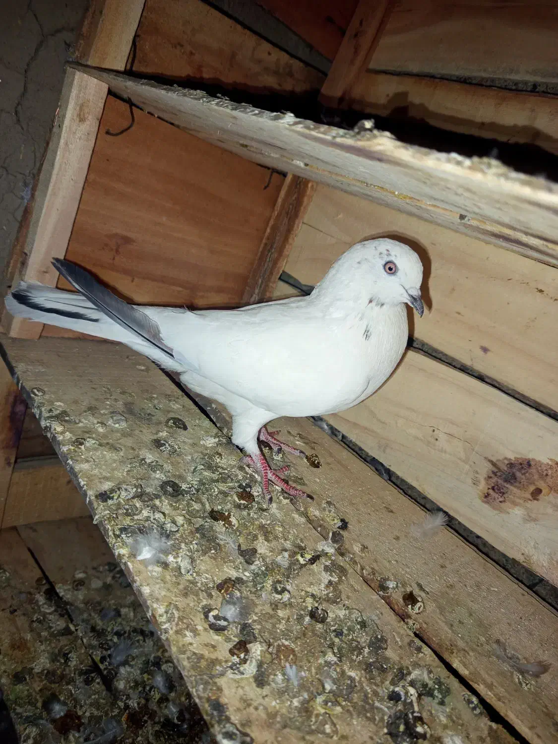 کبوتر|پرنده|حاجی آباد, |دیوار