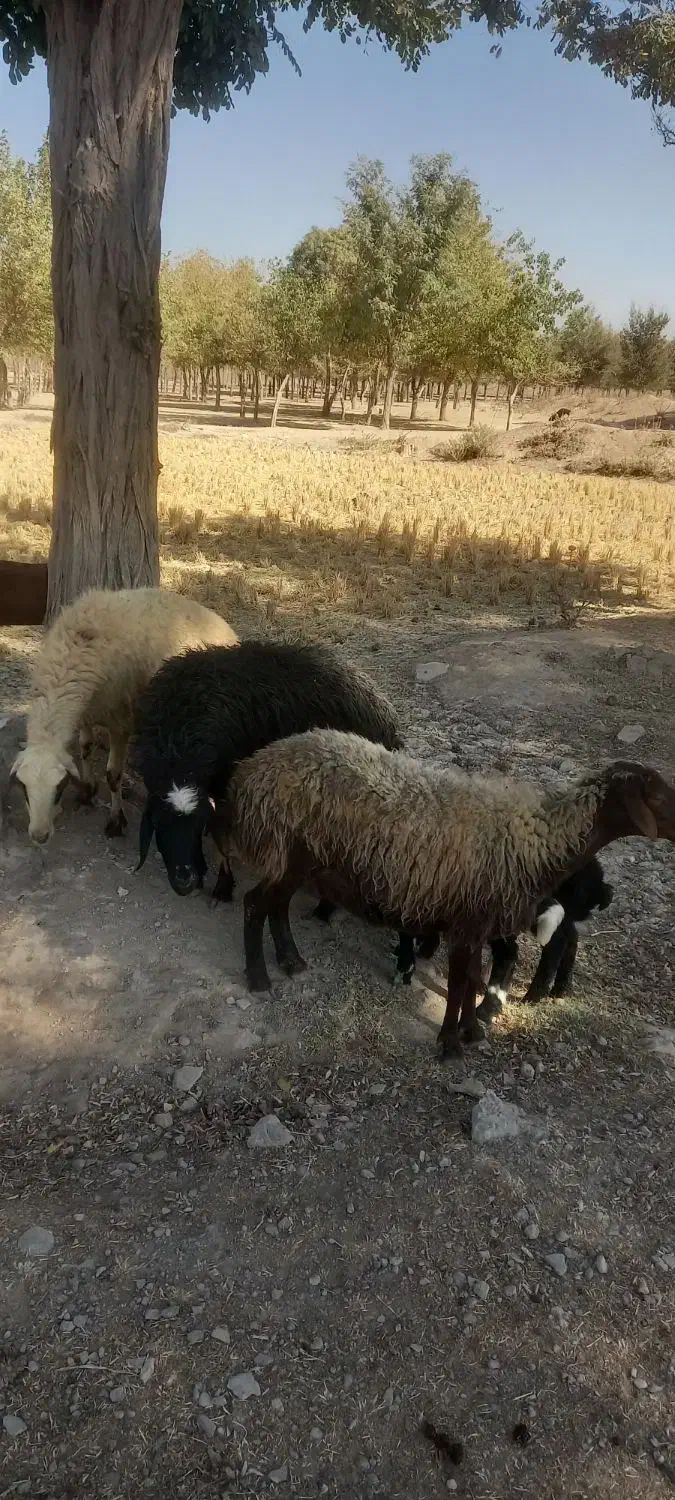 سه میش و سه بره|حیوانات مزرعه|دورود, |دیوار