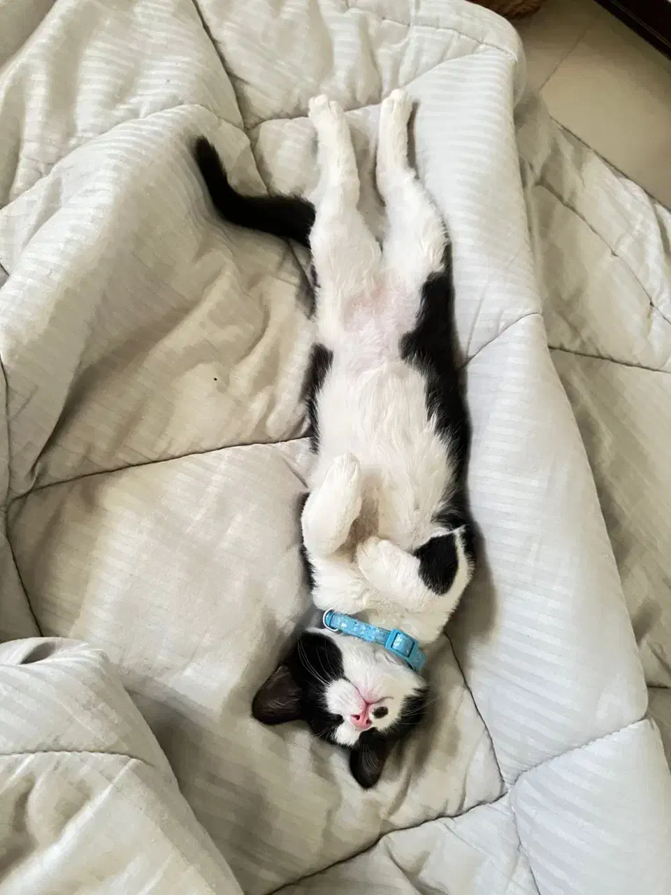 واگذاری رایگان گربه خونگی|گربه|اصفهان, وحید|دیوار