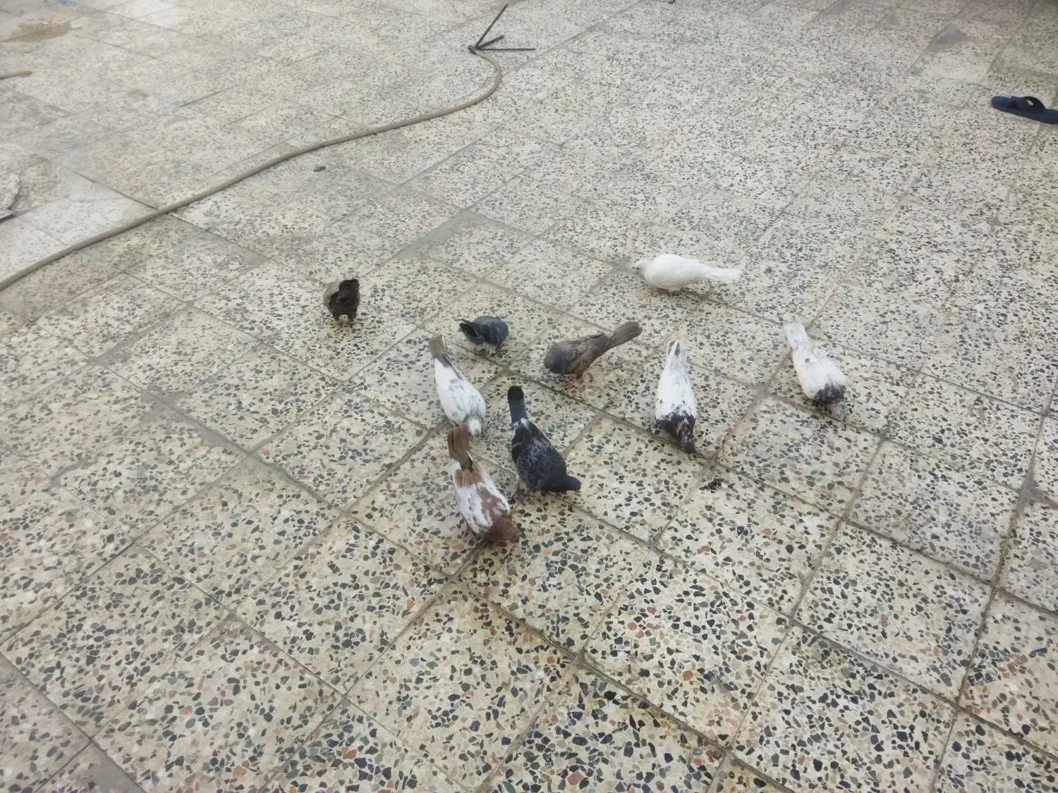 کفتر فروشی|پرنده|پلدختر, |دیوار