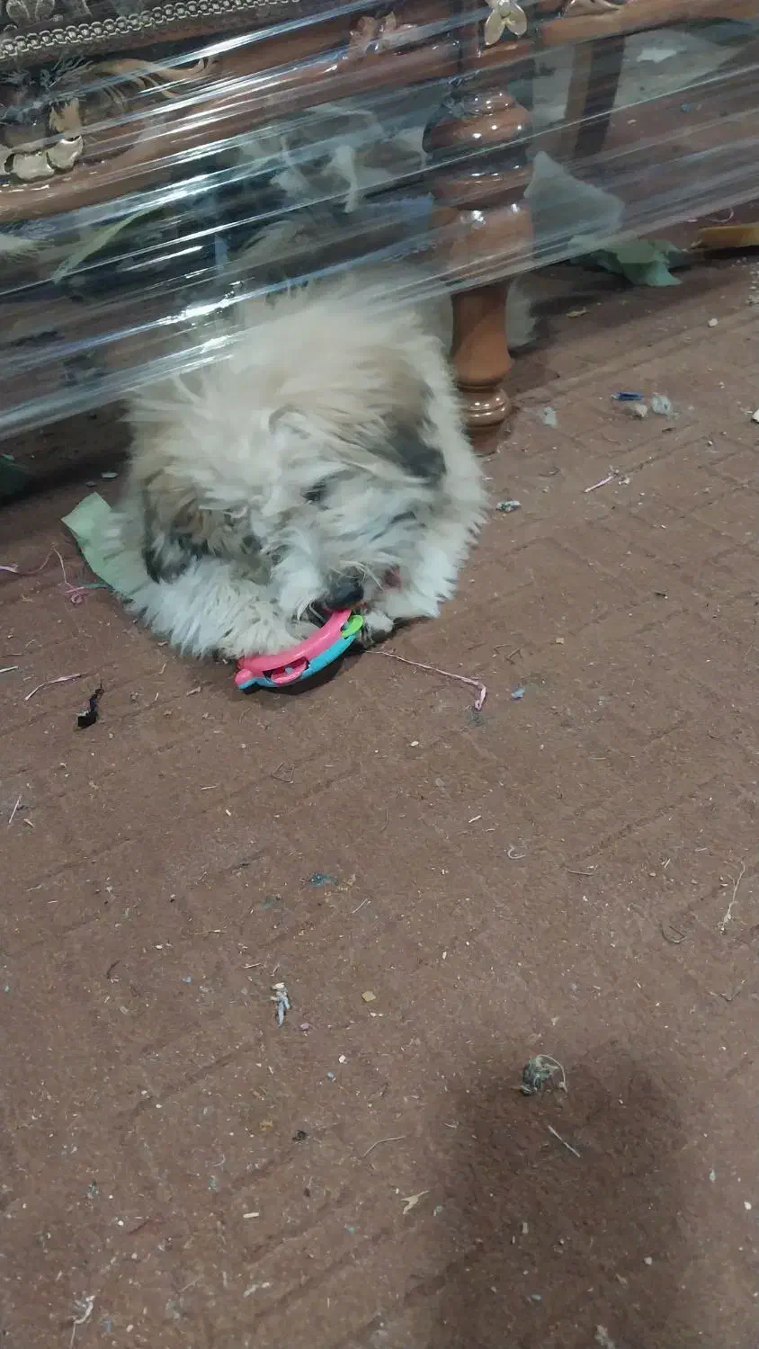 سک خیلی خب|سگ|چهاردانگه (تهران), |دیوار