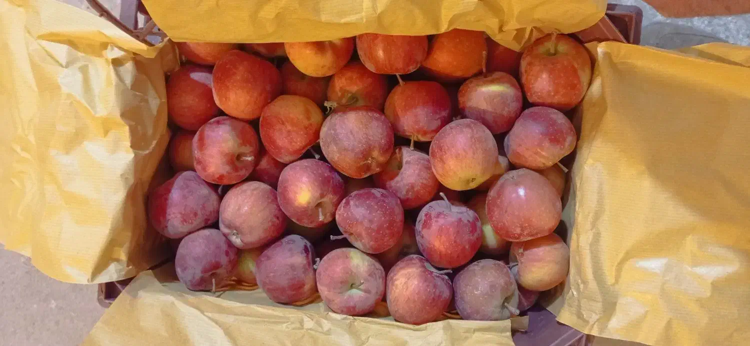 فروش سیب درجه 2|حراج|مراغه, |دیوار