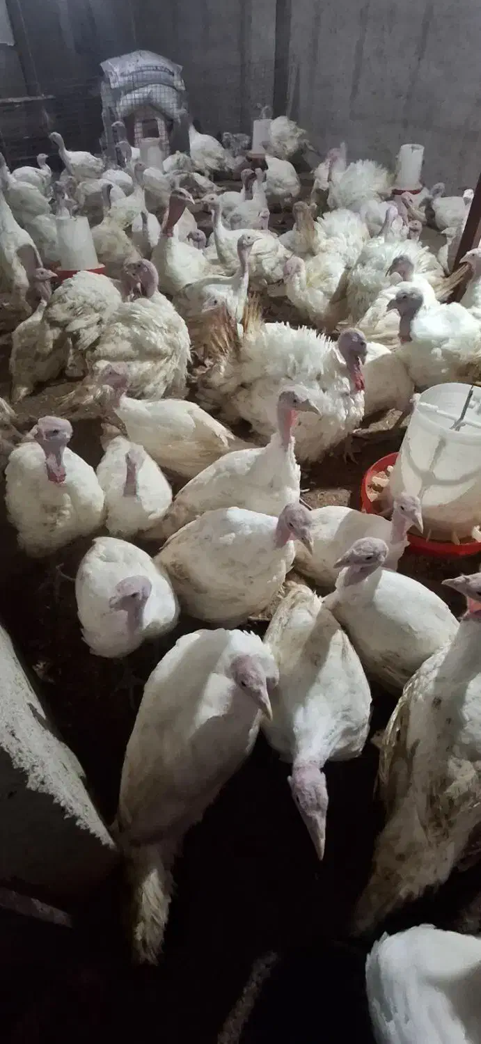 بوقلمون بیوتی۶|حیوانات مزرعه|لولمان, |دیوار