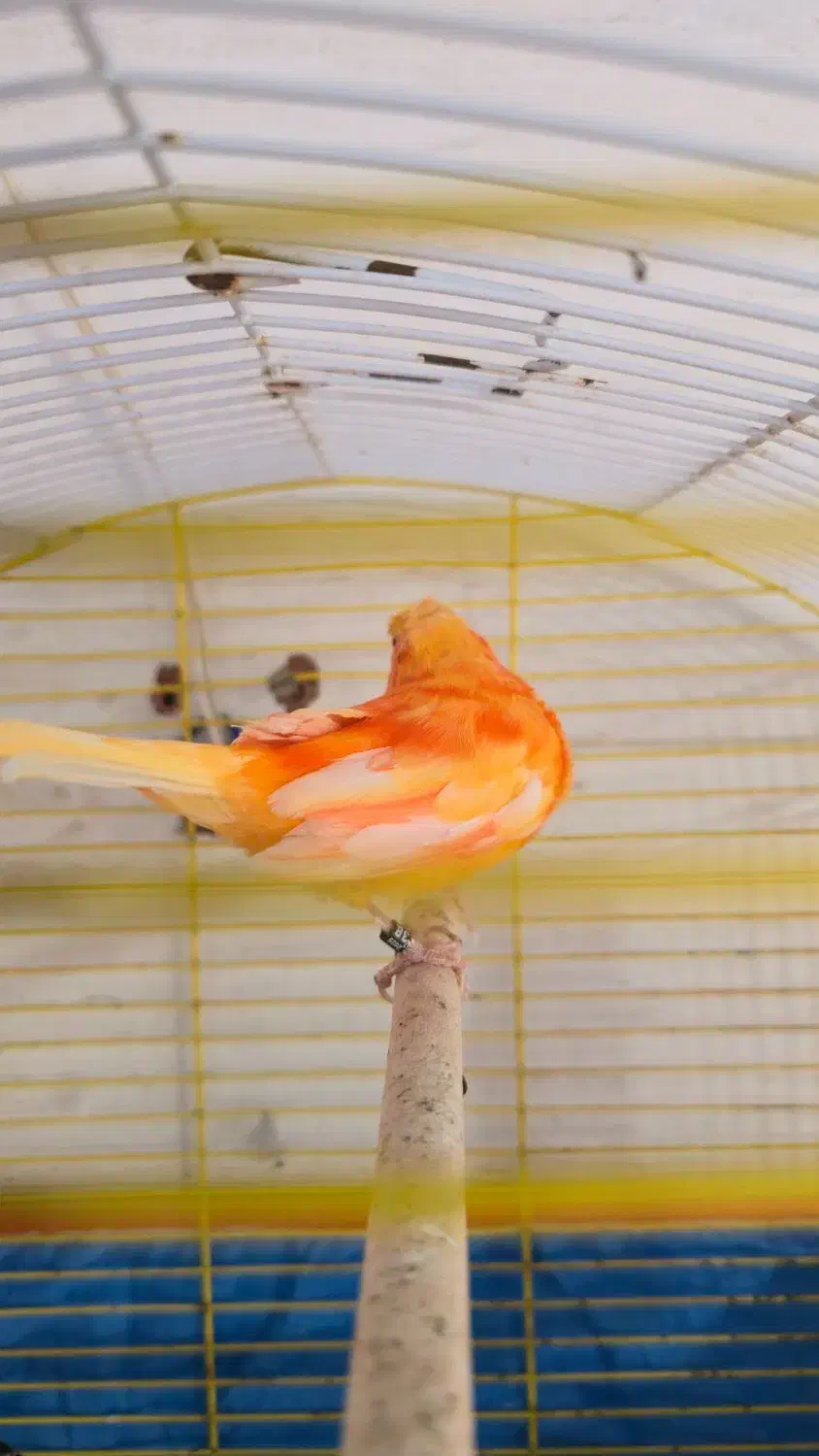 قناری|پرنده|برازجان, |دیوار