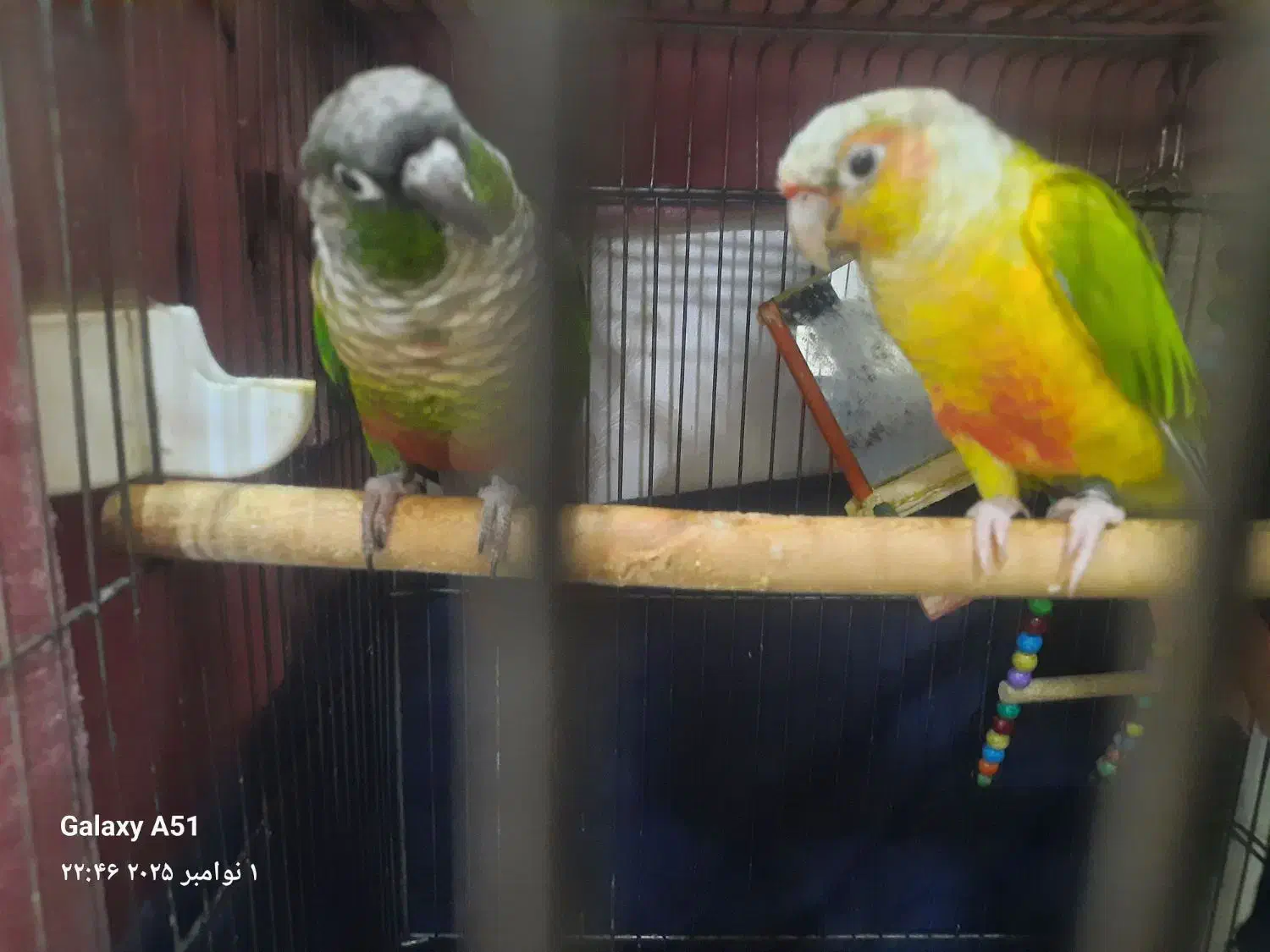 طوطی گرینچیک|پرنده|تربت‌حیدریه, شهید قرنی|دیوار