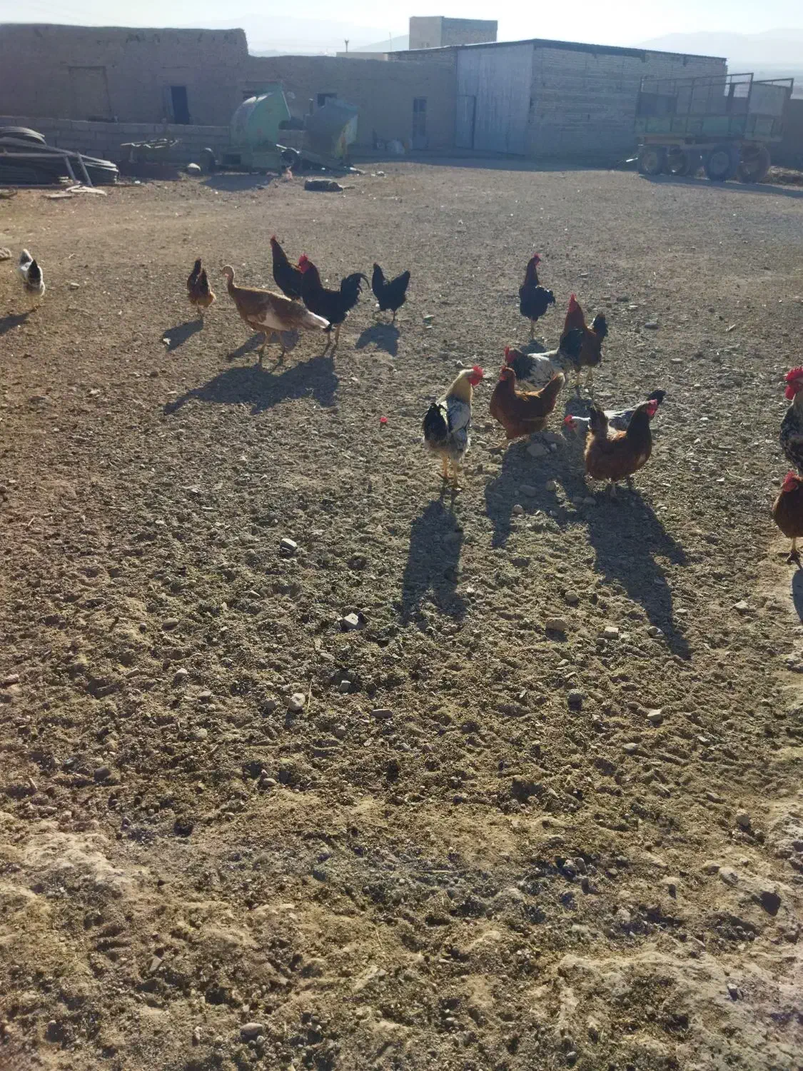 تعدادی خروس|پرنده|خنداب, |دیوار