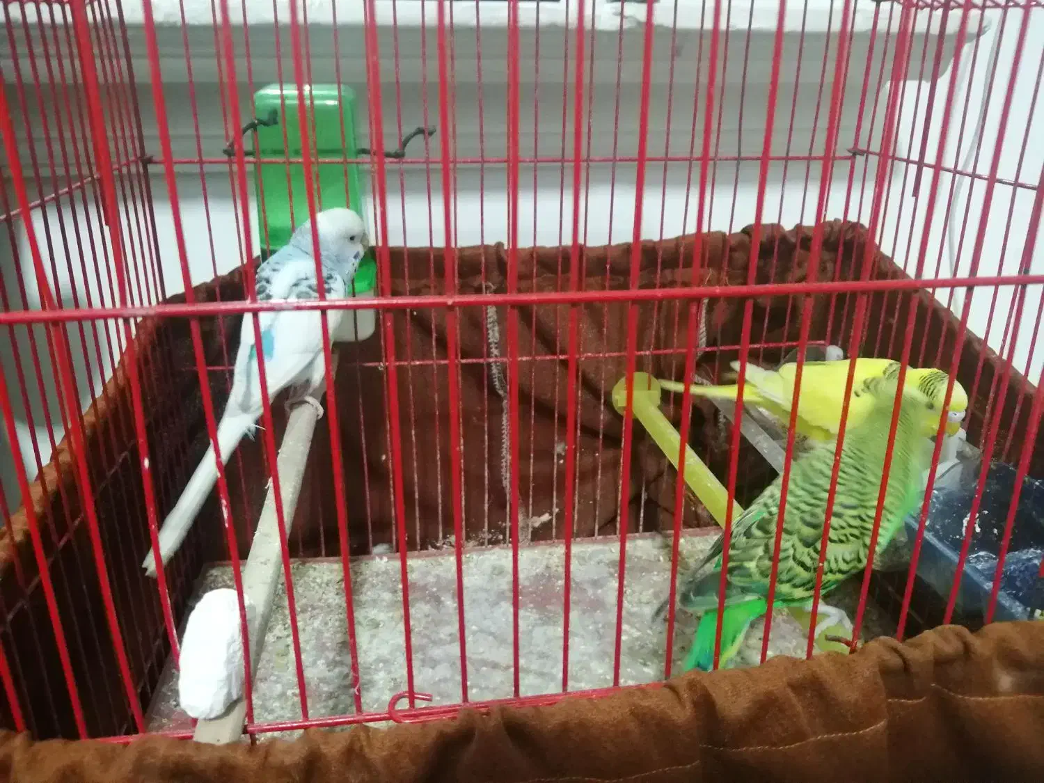 سه عدد مرغ عشق با قفس و لوازم|پرنده|اسلامشهر, شهرک سالور|دیوار