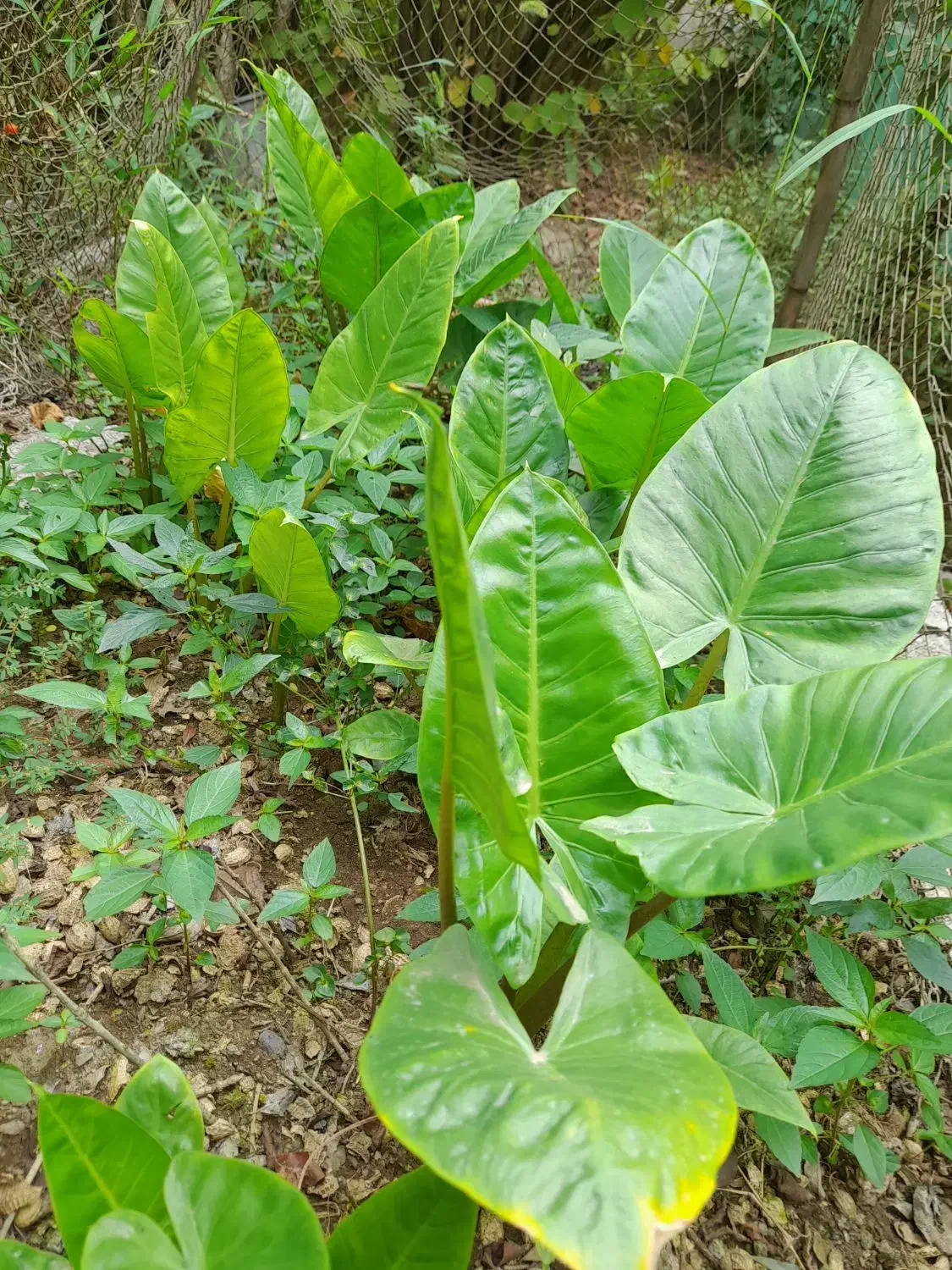 بابا آدم نشایی و پاجوش|گل و گیاه طبیعی|آستانه اشرفیه, |دیوار