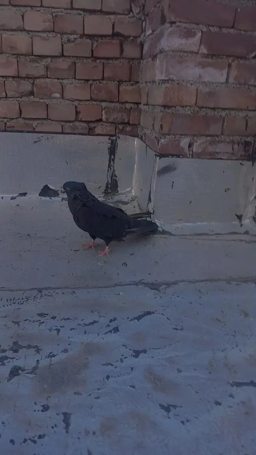 سیاه ماده|حیوانات|میاندوآب, |دیوار