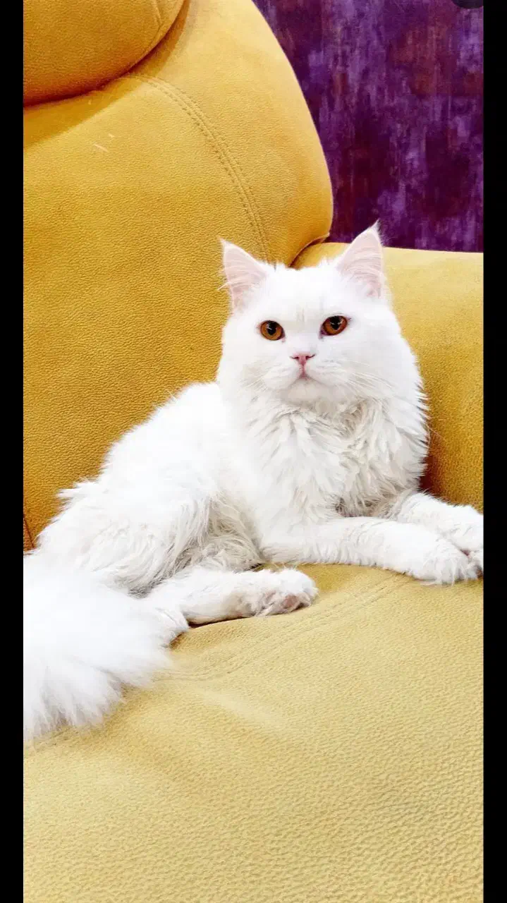 گربه نر زیبا|گربه|قم, پردیسان|دیوار