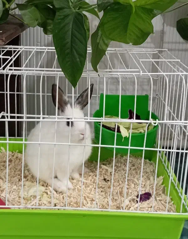 خرگوش نر|موش و خرگوش|نیشابور, دارایی|دیوار