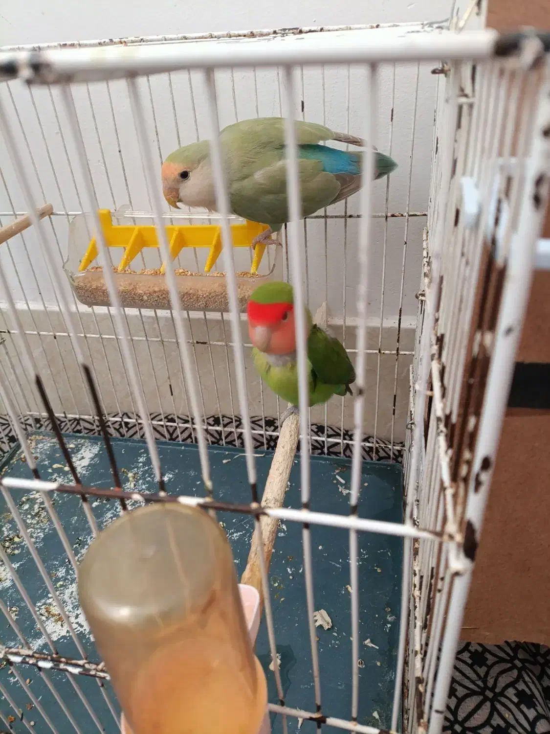 دو عدد کوتوله برزیلی|پرنده|تربتحیدریه, شهرک ولیعصر|دیوار