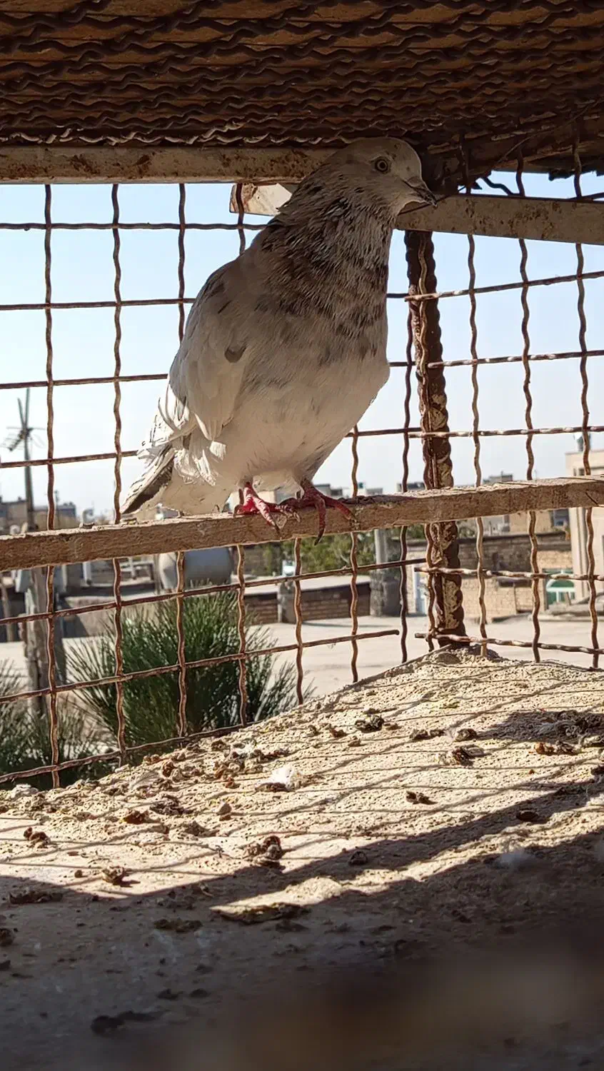 کفترکبوتر صید نرپرشی|پرنده|مشهد, شهید قربانی|دیوار