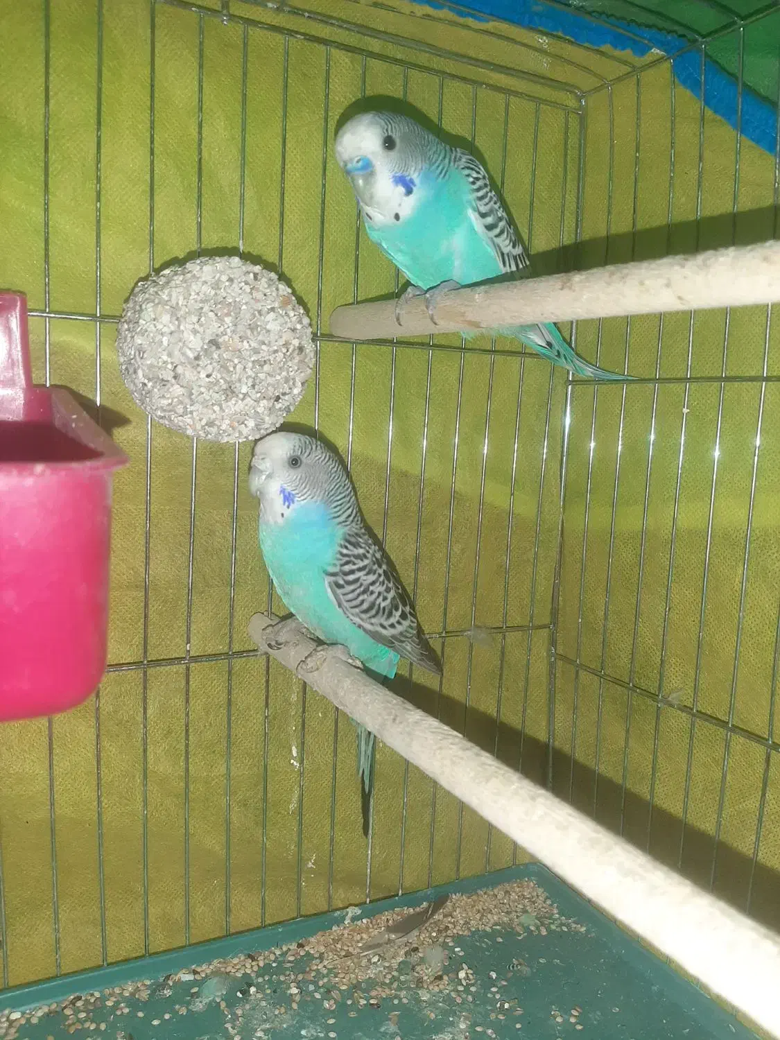 مرغ عشق مولد|پرنده|شوشتر, |دیوار