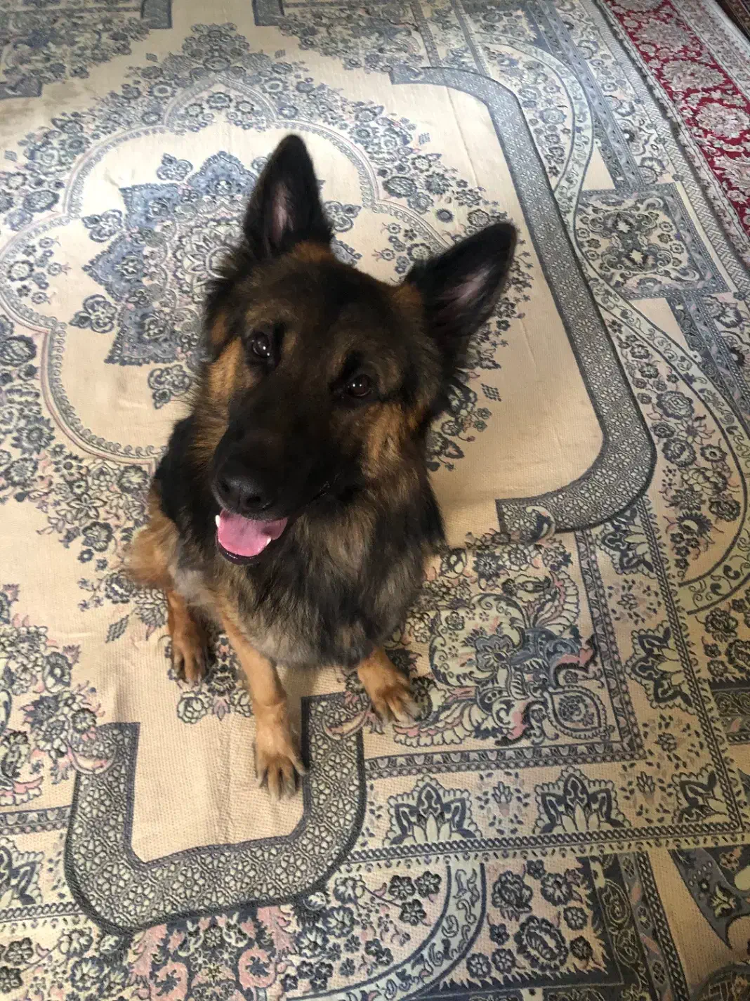 سگ ژرمن نر (جفتگیری|سگ|رشت, یخسازی|دیوار