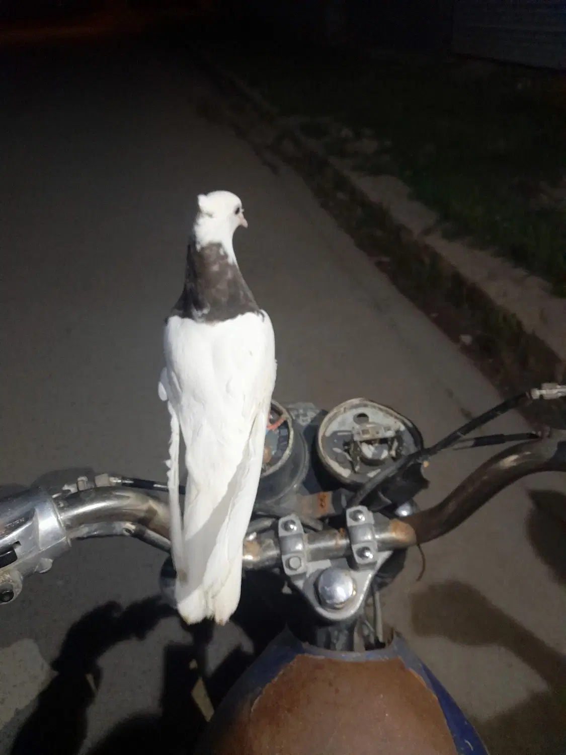 کبوتر|پرنده|سملقان, |دیوار