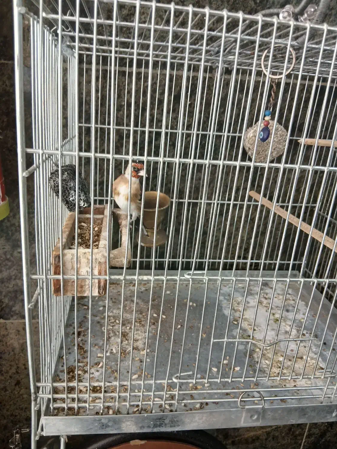 سلام یک جفت سهره رام به شرط|پرنده|قدس, شهرقدس|دیوار