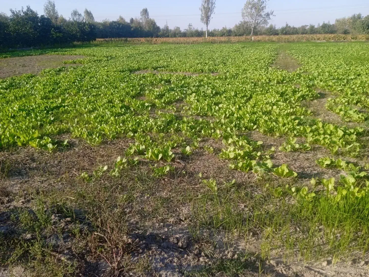 بذرکاهوسفیدروغنی|خوردنی و آشامیدنی|کردکوی, |دیوار