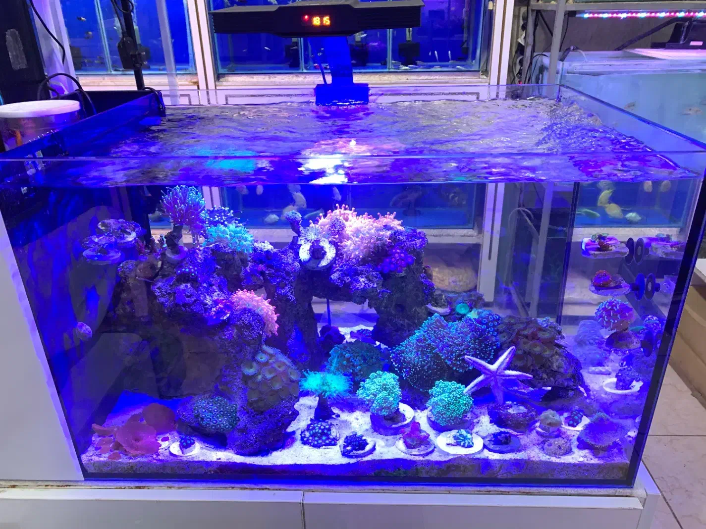 انواع اکواریوم،تجهیزات شور و شیرین|ماهی|کرمانشاه, |دیوار