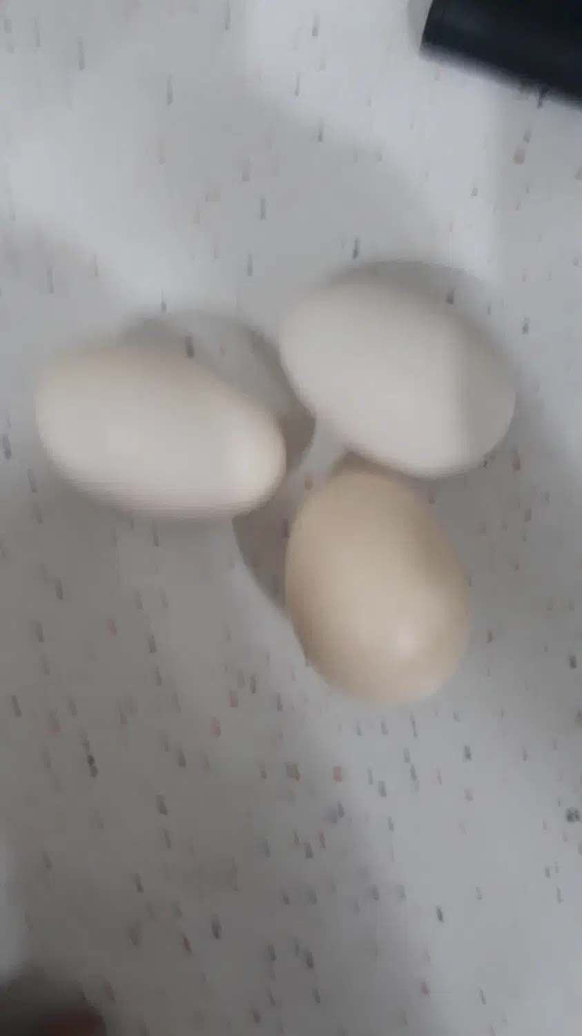 تخم مرغ نطفه دار|حیوانات مزرعه|قلعه نو, |دیوار