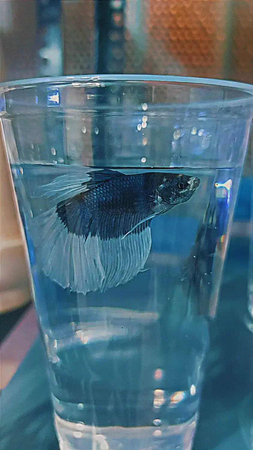 فایتر هافمون مولد|ماهی|شهریار, شهرک وائین|دیوار