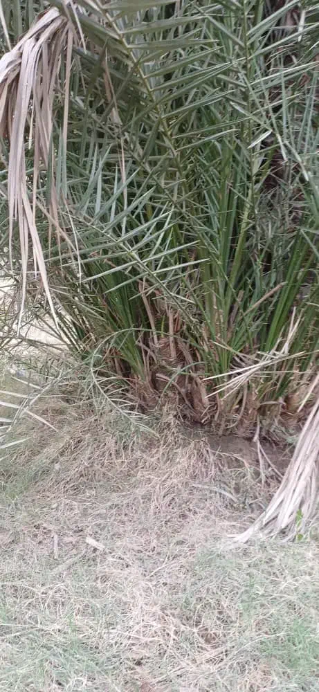 پاجوش سعمران|گل و گیاه طبیعی|اهواز, اسماعیلیه|دیوار