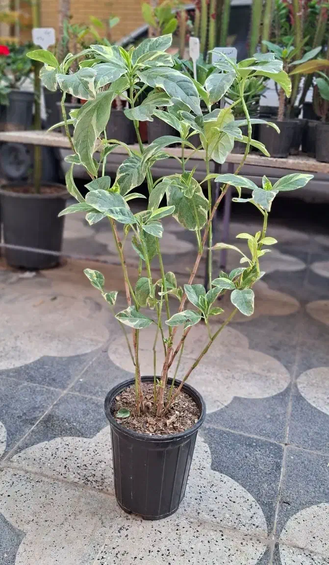 زاموفیلیا ،پسونیا|گل و گیاه طبیعی|شیراز, شیخ روزبهان|دیوار