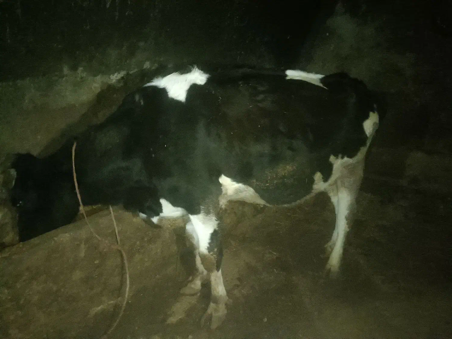 چهار راس گاو|حیوانات مزرعه|دوتپه, |دیوار