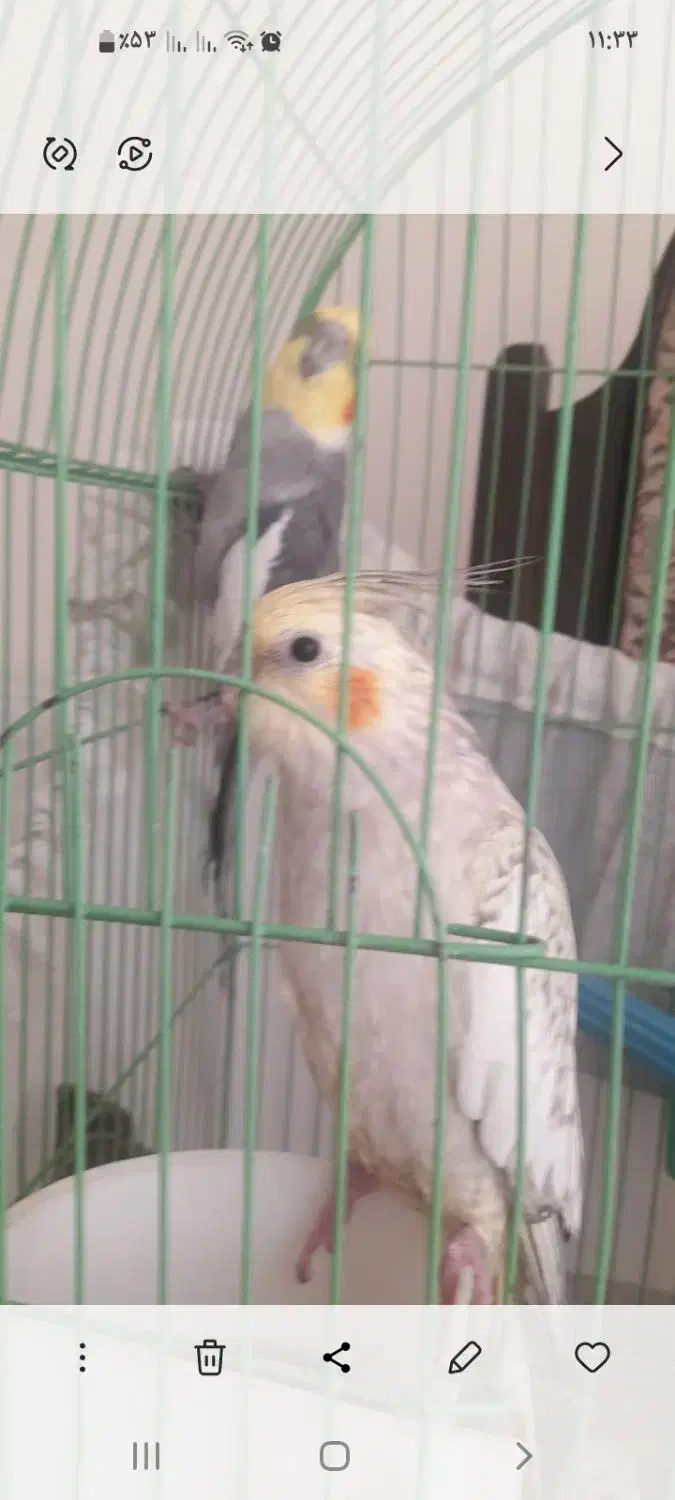 عروس هلندی مولد دستی|پرنده|محلات, |دیوار