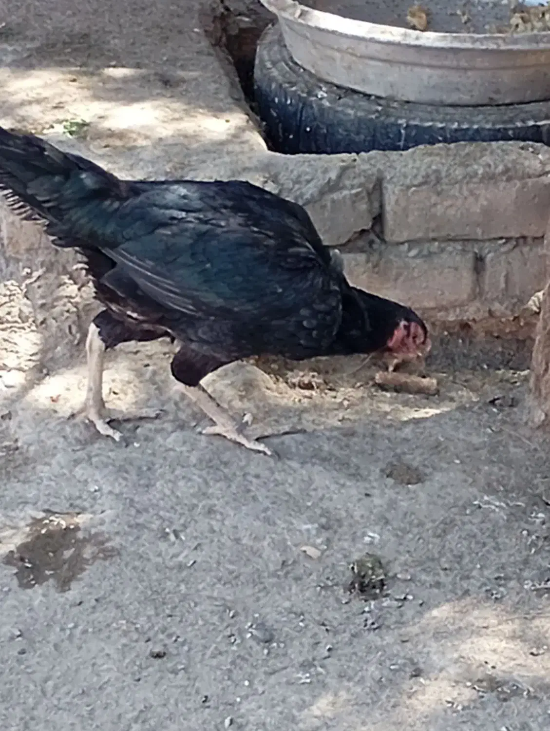 تخم مرغ نطفه دارلاری|حیوانات مزرعه|رباط‌کریم, شترخوار|دیوار