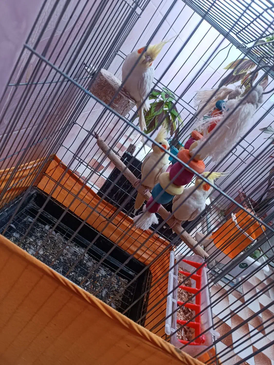 عروس هلندی مولد|پرنده|نورآباد, |دیوار