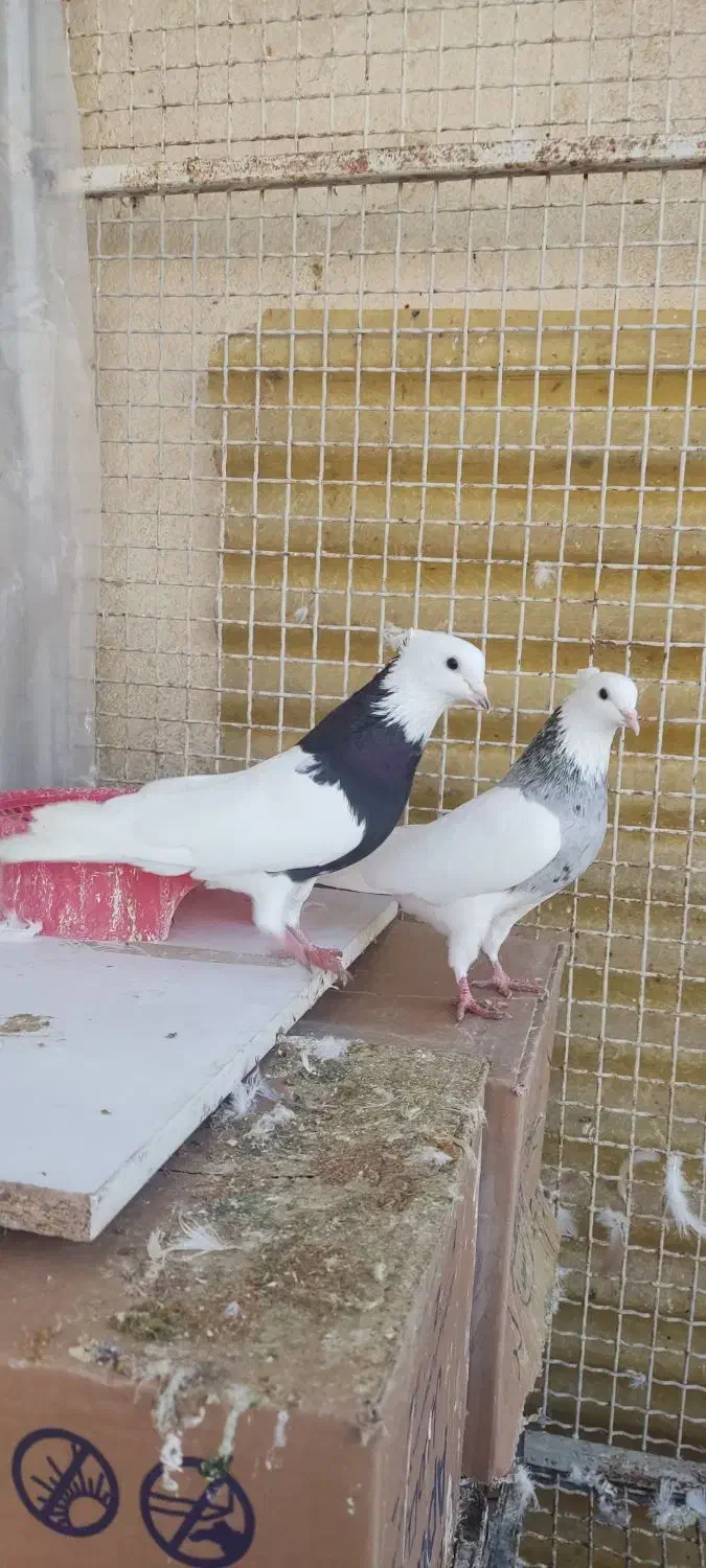 کبوتر طوقی پاصاف کاکلی الماسی|پرنده|یاسوج, |دیوار