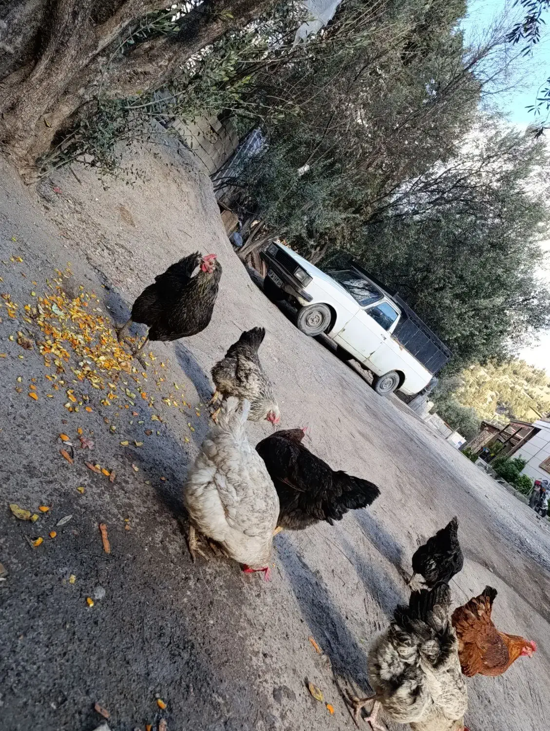 مرغ و خروس|حیوانات مزرعه|رودبار, |دیوار