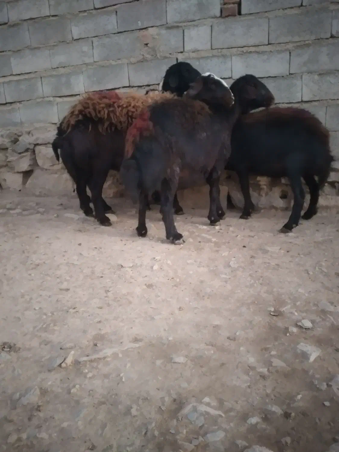 فروش چهار راس گوسفند قرقزل دوتاش شیشک دوتاش میش|حیوانات مزرعه|کنگاور, |دیوار