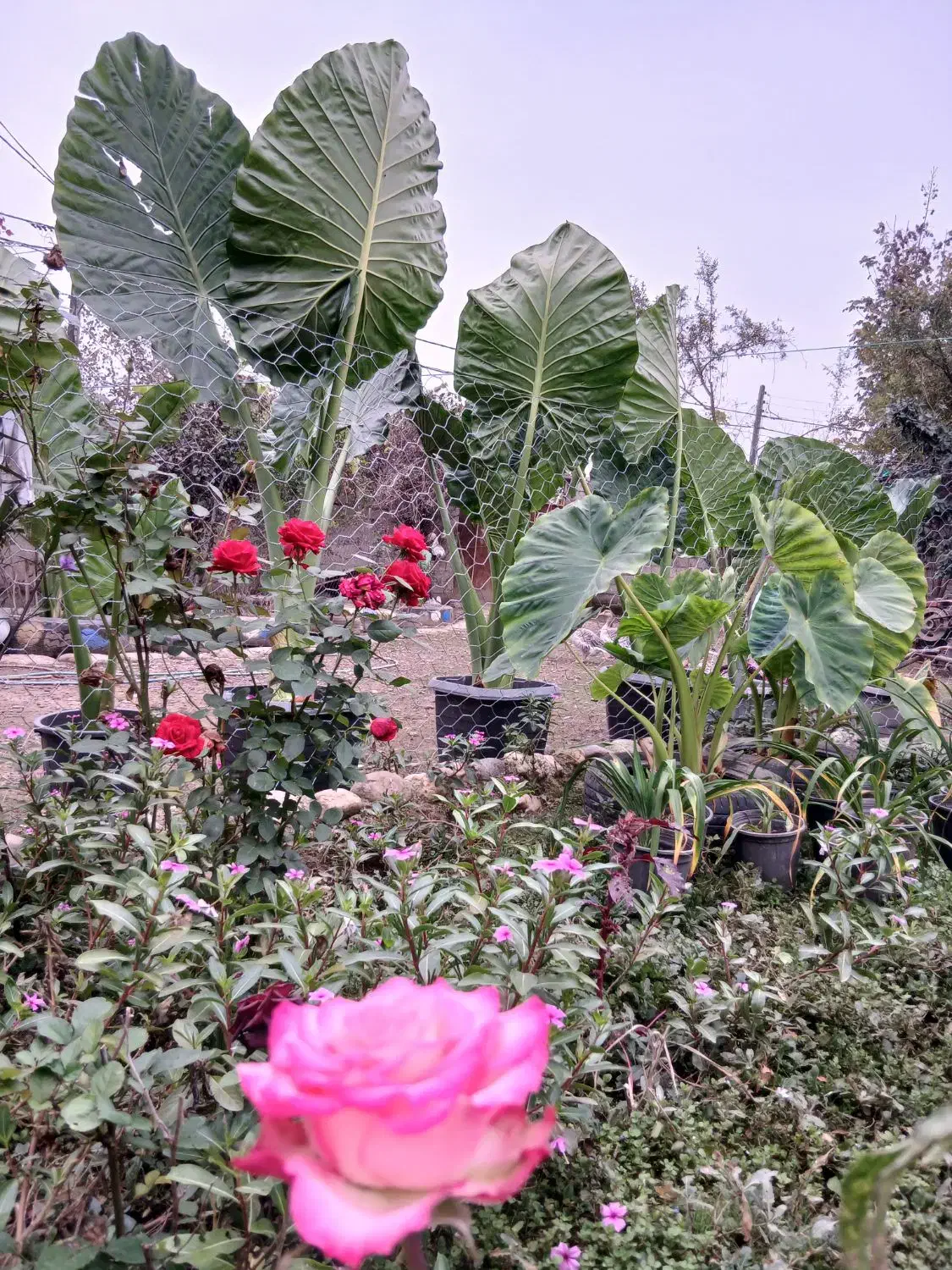 فروش بابا آدم.|گل و گیاه طبیعی|فومن, |دیوار