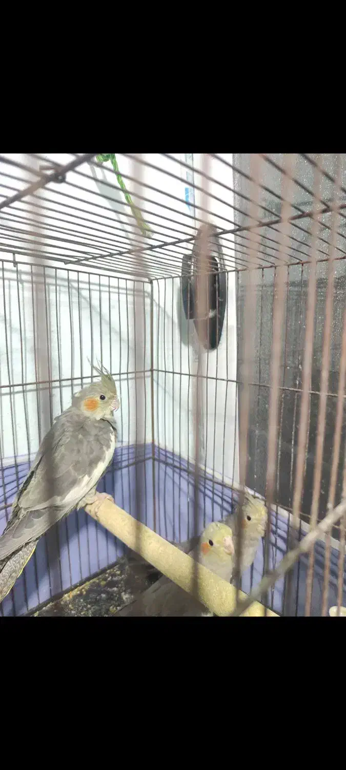 جوجه عروس هلندی|پرنده|کهریزک, |دیوار