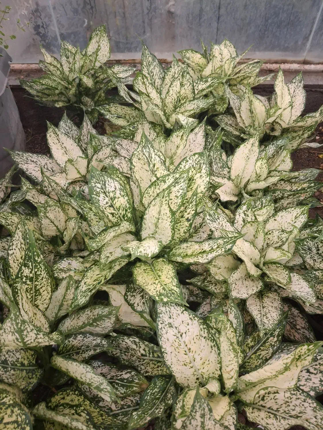 اکلونما برفی|گل و گیاه طبیعی|مشهد, نیروی هوایی|دیوار