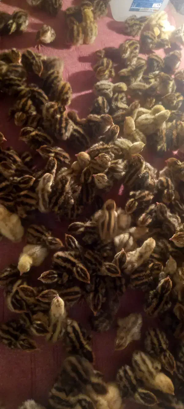 جوجه بلدرچین۲روزه|حیوانات مزرعه|زاهدان, |دیوار