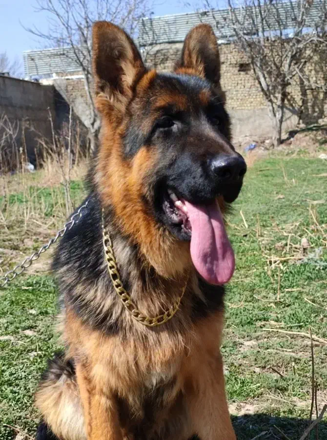 سگ ژرمن شولاین کیفیت بالا|سگ|کرج, فاز ۲ مهرشهر|دیوار