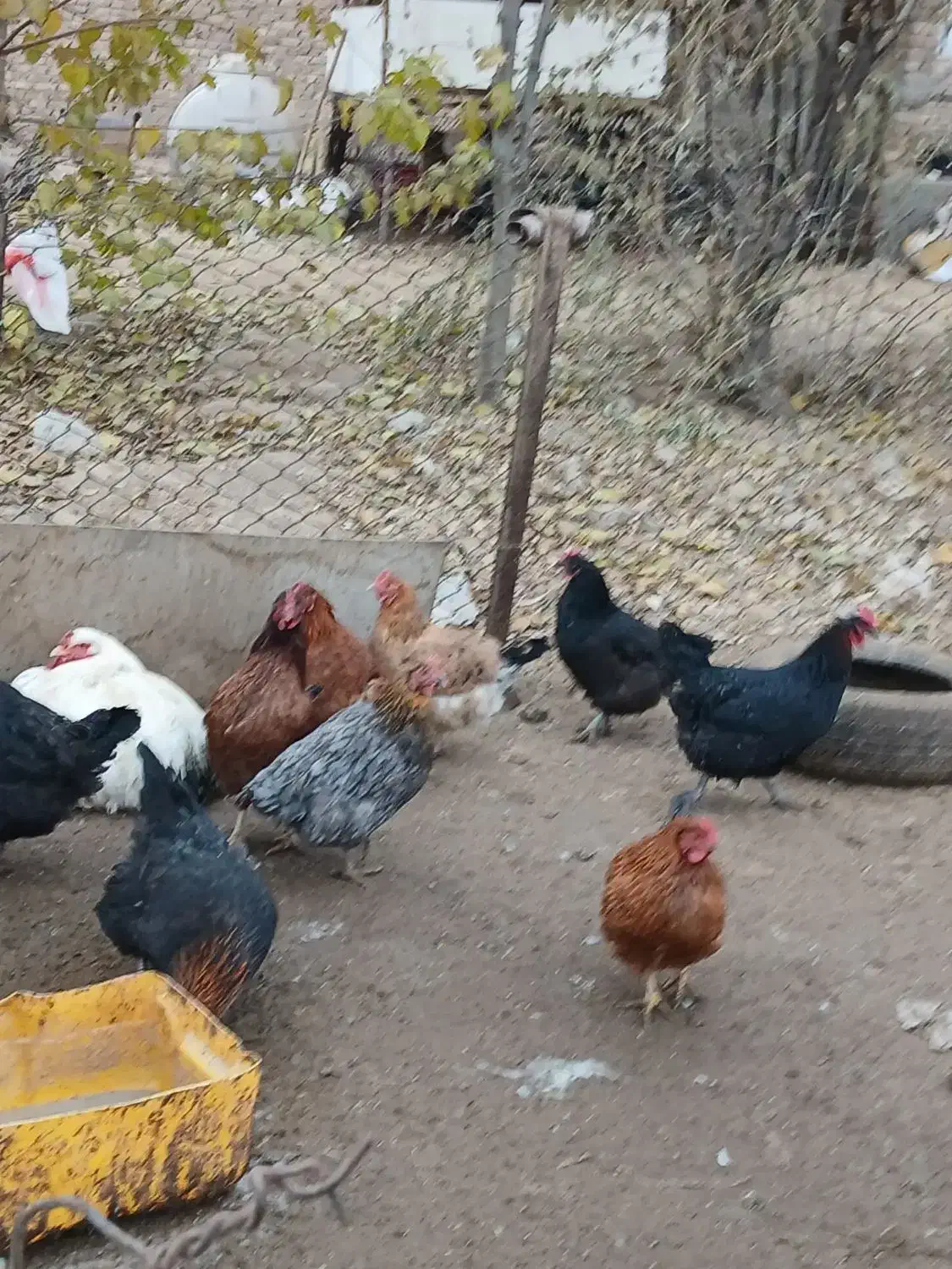 مرغ بومی تخم گذار|حیوانات مزرعه|قیامدشت - خاورشهر, |دیوار