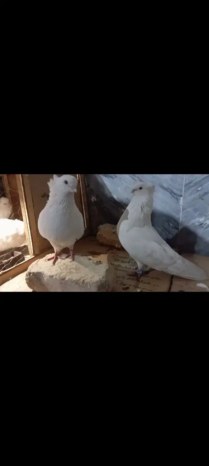 کبوتر|پرنده|بومهن, |دیوار