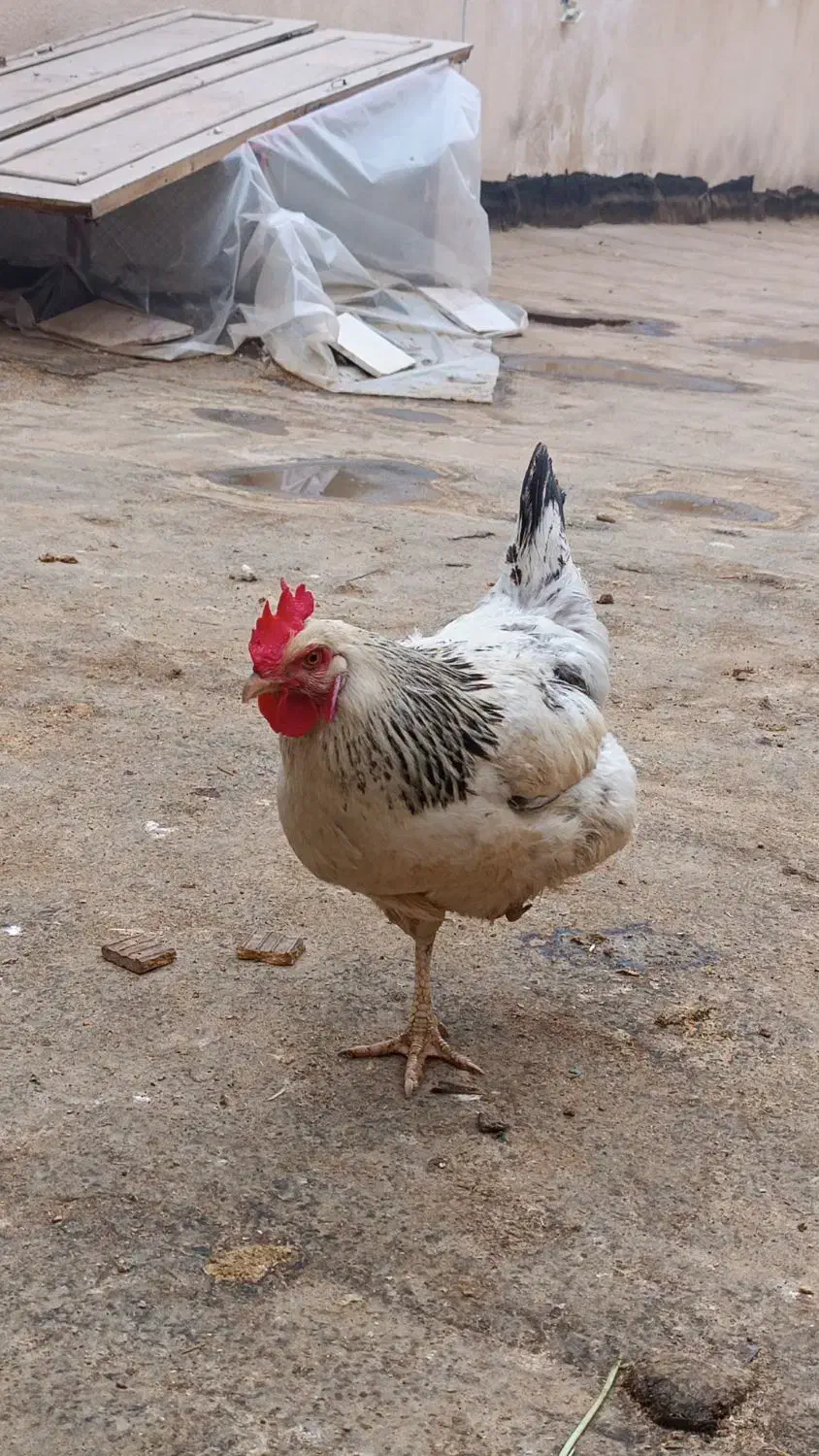 یک مرغ و یک خروس با ۴تا جوجه|حیوانات مزرعه|مشهد, انقلاب|دیوار