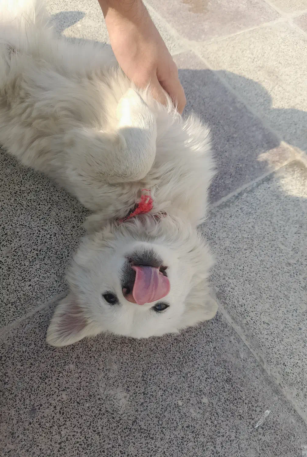 توله اشپیتز پیکینیز|سگ|گرگان, |دیوار