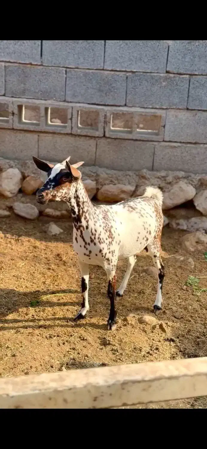 دام خانگی|حیوانات مزرعه|کرمان, |دیوار