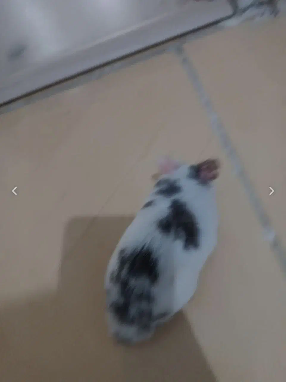 همستر|موش و خرگوش|محمدیه-قزوین, |دیوار