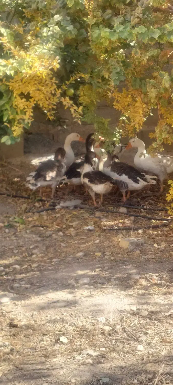 غاز تخم گذار|حیوانات مزرعه|ششده و قره بلاغ, |دیوار